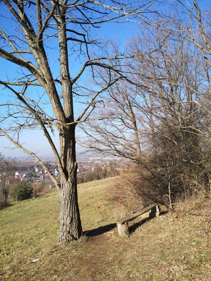 Weisses Ross Pirna
